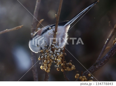 急がないと陽が沈むよ！ 134778843
