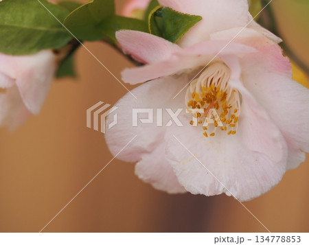 淡いピンクの椿　春風	 134778853