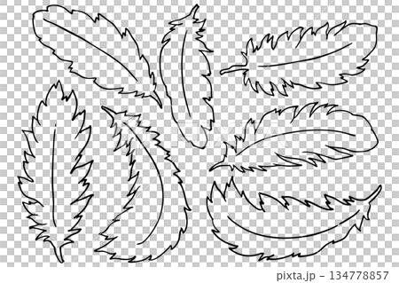 羽毛和翅膀線條畫向量插圖集 | 羽毛和鳥類符號設計 134778857