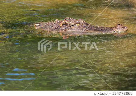 The crocodile is stay on the river The crocodile is stay on the river 134778869