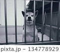 見つめる犬 134778929