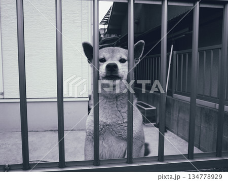 見つめる犬 見つめる犬 134778929