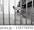 見上げる犬 134778930