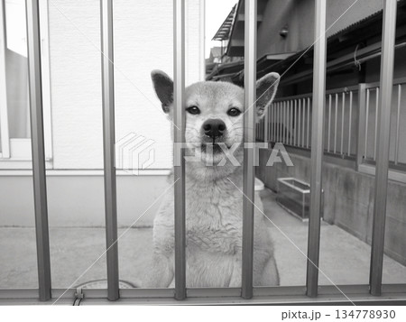 見上げる犬 見上げる犬 134778930