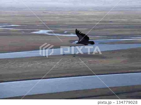 ヒゲワシの飛翔 中国新疆ウイグル自治区パインブルグ平原 134779028
