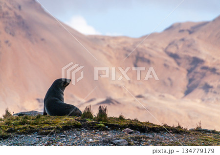 Seals at Fortuna Bay 134779179