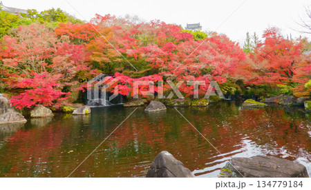 姫路市・姫路城西御屋敷跡庭園・好古園の紅葉 134779184
