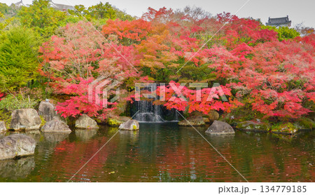 姫路市・姫路城西御屋敷跡庭園・好古園の紅葉 姫路市・姫路城西御屋敷跡庭園・好古園の紅葉 134779185