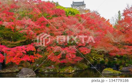 姫路市・姫路城西御屋敷跡庭園・好古園の紅葉 姫路市・姫路城西御屋敷跡庭園・好古園の紅葉 134779186