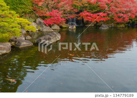 姫路市・姫路城西御屋敷跡庭園・好古園の紅葉 134779189