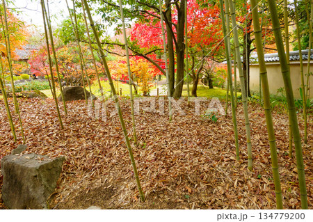 姫路市・姫路城西御屋敷跡庭園・好古園の竹林 姫路市・姫路城西御屋敷跡庭園・好古園の竹林 134779200