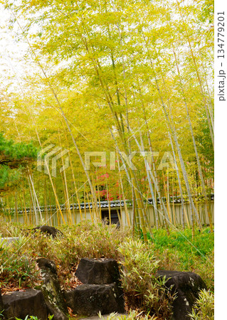 姫路市・姫路城西御屋敷跡庭園・好古園の竹林 134779201