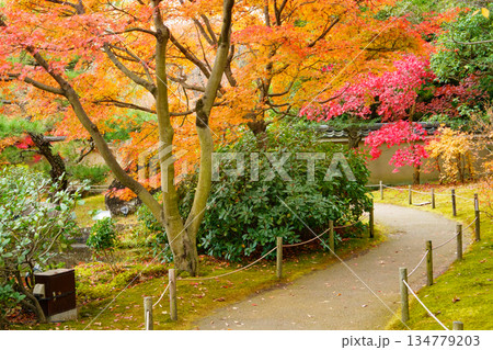 姫路市・姫路城西御屋敷跡庭園・好古園の紅葉 姫路市・姫路城西御屋敷跡庭園・好古園の紅葉 134779203
