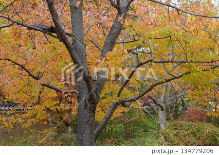 姫路市・姫路城西御屋敷跡庭園・好古園の紅葉 134779206