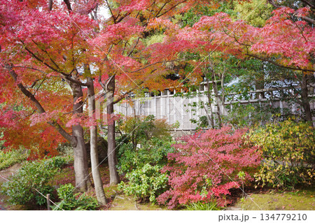 姫路市・姫路城西御屋敷跡庭園・好古園の紅葉 姫路市・姫路城西御屋敷跡庭園・好古園の紅葉 134779210