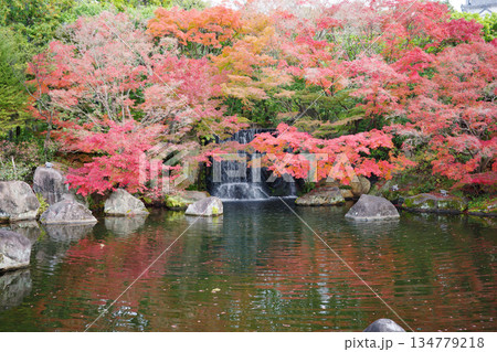 姫路市・姫路城西御屋敷跡庭園・好古園の紅葉 134779218