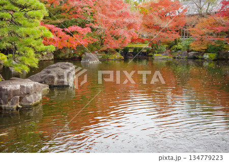 姫路市・姫路城西御屋敷跡庭園・好古園の紅葉 134779223