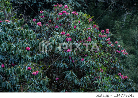 Pink Rhododendron flowers blooming in Annapurna region of Nepal. Rhododendron arboreum is called Lali gurans in Nepali, and is Nepal's much-loved national flower. Pink Rhododendron flowers blooming in Annapurna region of Nepal. Rhododendron arboreum is called Lali gurans in Nepali, and is Nepal's much-loved national flower. 134779243