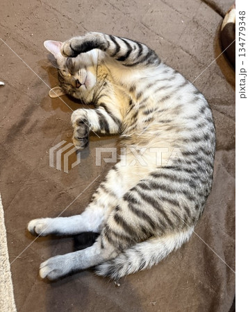 手を伸ばす猫 134779348