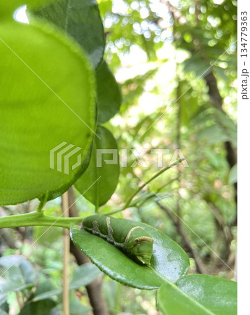 Green Caterpillaron Leaf in Natural Tropical Environment Green Caterpillaron Leaf in Natural Tropical Environment 134779363
