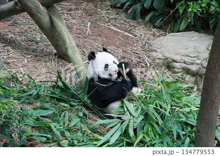 River Wonders　ジャイアントパンダ 134779553