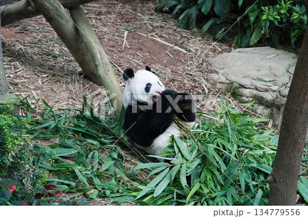 River Wonders　ジャイアントパンダ 134779556