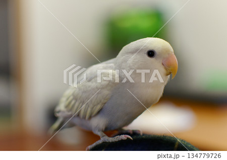 澄まし顔のインコ 134779726