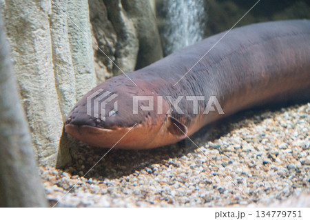 River Wondersの電気ウナギ River Wondersの電気ウナギ 134779751