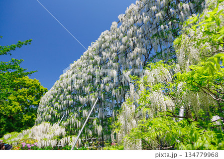 青空に映える満開の白い藤 134779968