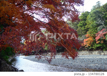 伊勢神宮内宮五十鈴川の御手洗場の紅葉 伊勢神宮内宮五十鈴川の御手洗場の紅葉 134780126