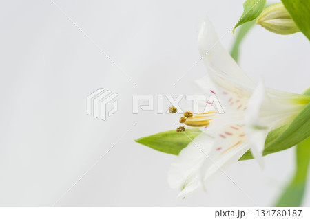 アルストロメリアの白い花を白背景で撮影19 134780187