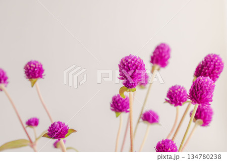 センニチコウの紫の花をグレー背景で撮影07 134780238