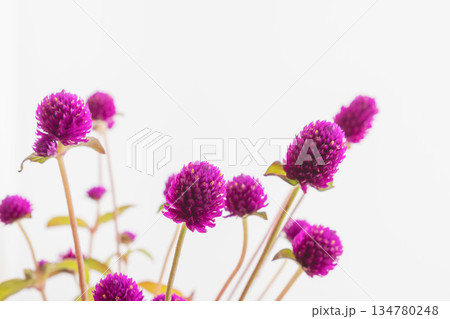 センニチコウの紫の花を白背景で撮影08 134780248