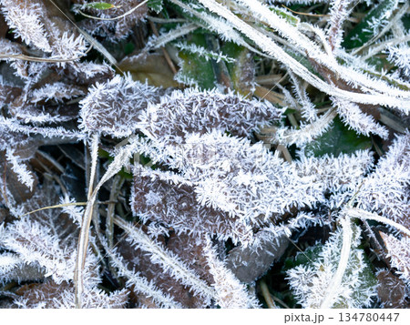 12月摩耶山で霜をまとう落ち葉 12月摩耶山で霜をまとう落ち葉 134780447