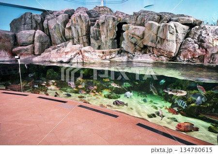 水族館の風景 134780615