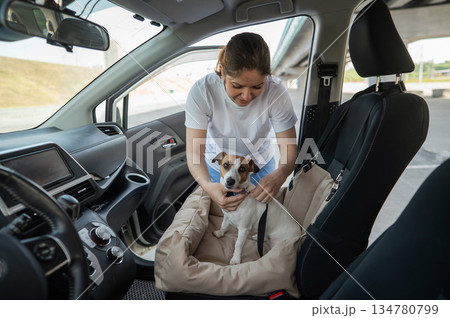 The owner fastens the Jack Russell Terrier dog with a seat belt. 134780799