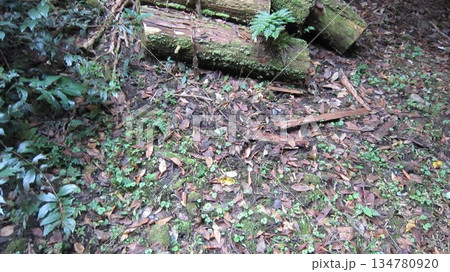 森林 森林 134780920