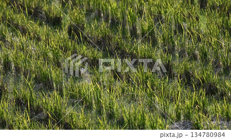 農業イメージ(稲作:収穫後の田) 農業イメージ(稲作:収穫後の田) 134780984