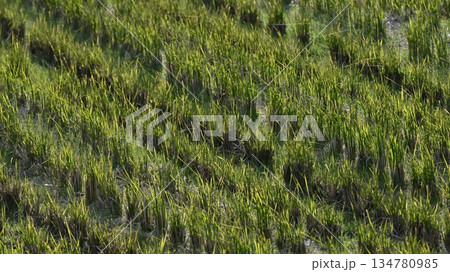 農業イメージ（稲作：収穫後の田） 134780985