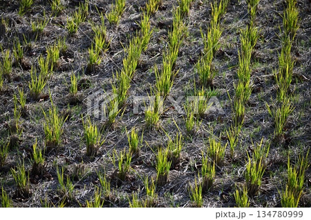 農業イメージ（稲作：収穫後の田） 134780999