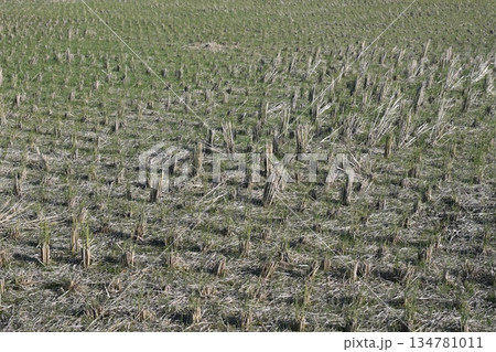 農業イメージ（稲作：収穫後の田） 134781011