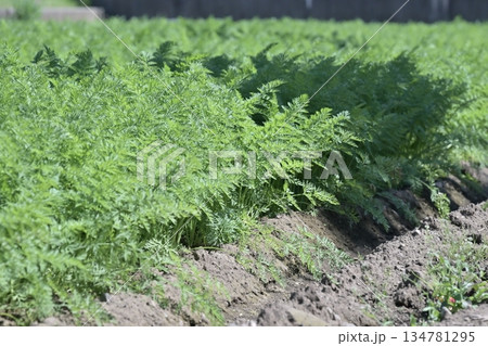にんじん畑(Carrot field) にんじん畑(Carrot field) 134781295