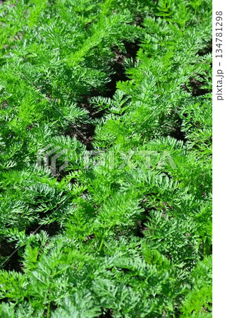 にんじん畑(Carrot field) にんじん畑(Carrot field) 134781298