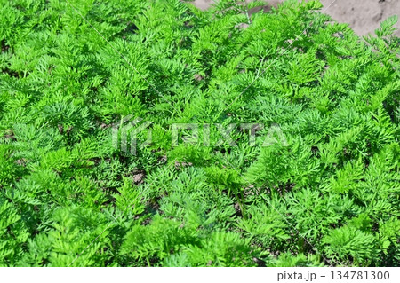 にんじん畑（Carrot field） 134781300