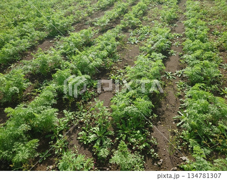 にんじん畑(Carrot field) にんじん畑(Carrot field) 134781307