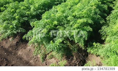 にんじん畑（Carrot field） 134781309
