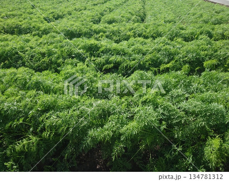 にんじん畑(Carrot field) にんじん畑(Carrot field) 134781312