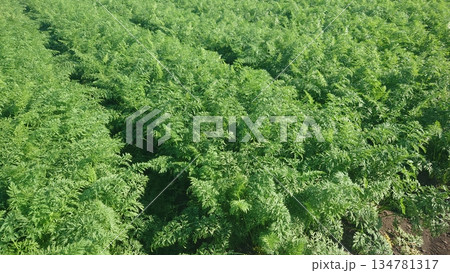 にんじん畑（Carrot field） 134781317
