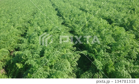 にんじん畑(Carrot field) にんじん畑(Carrot field) 134781318