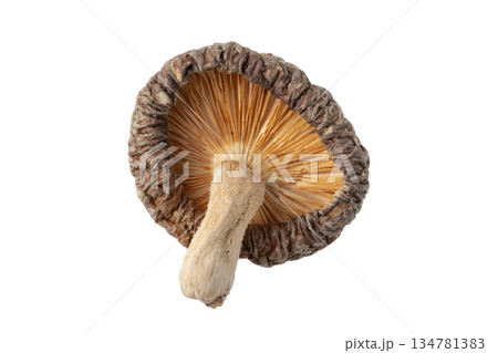 透明背景（png）に1個の干し椎茸（どんこ） 134781383